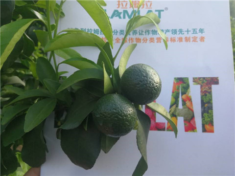 菌劑，水溶肥，