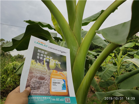 葉面肥，微生物菌劑，硼肥，水溶肥