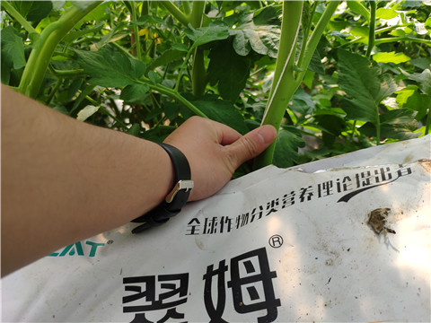 菌劑，拉姆拉