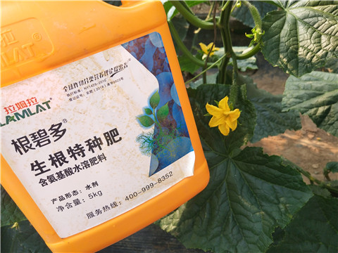 拉姆拉，根碧多，微生物菌劑