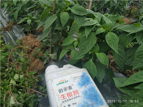 生根劑，伯示麥