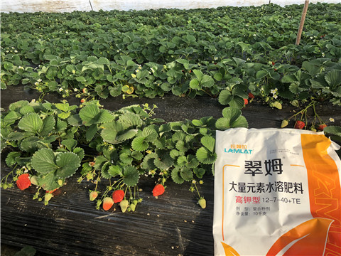 水溶肥，葉面肥，根碧多