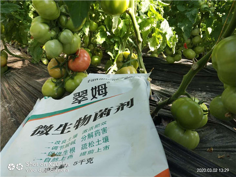 微生物菌劑，根碧多，磷酸二氫鉀