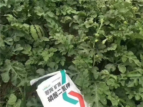 磷酸二氫鉀，硼肥，沖施肥