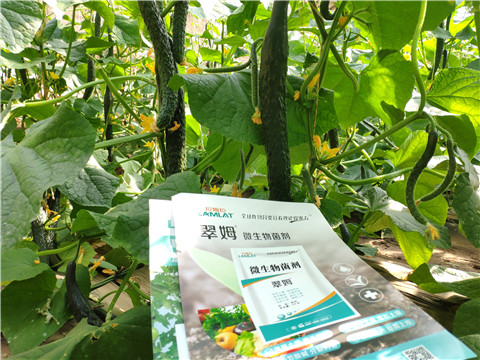 微生物菌劑，根碧多，水溶肥