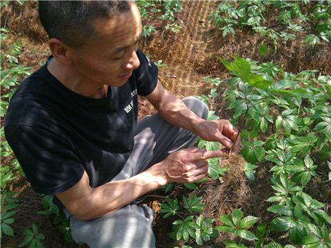 微生物菌劑，翠姆，拉姆拉