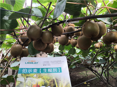 微生物菌劑，生根劑，伯示麥，拉姆拉
