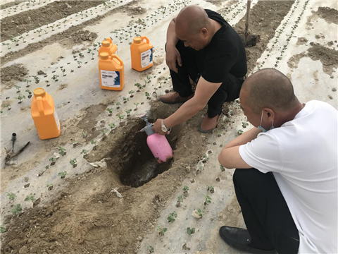 棉花，水溶肥，拉姆拉，翠姆