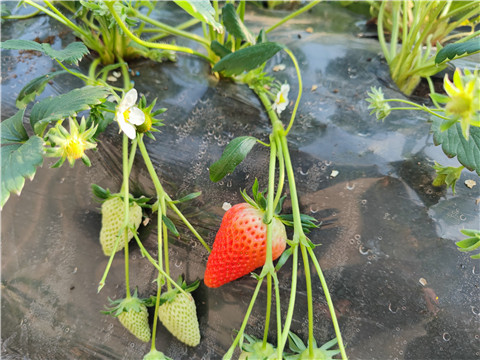 微生物菌劑，拉姆拉，翠姆