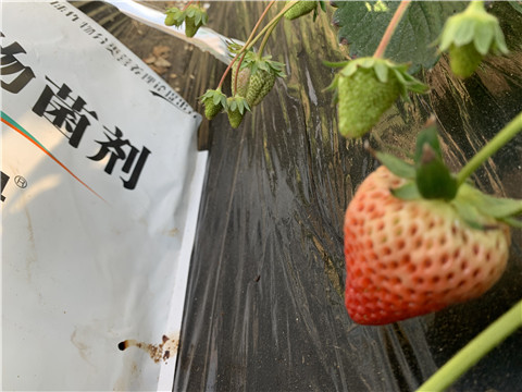 微生物菌劑，拉姆拉，翠姆