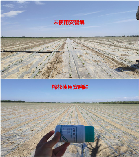 安碧解，拉姆拉，翠姆