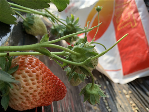 草莓施肥管理，拉姆拉，翠姆