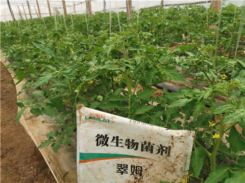 微生物菌劑，翠姆，拉姆拉