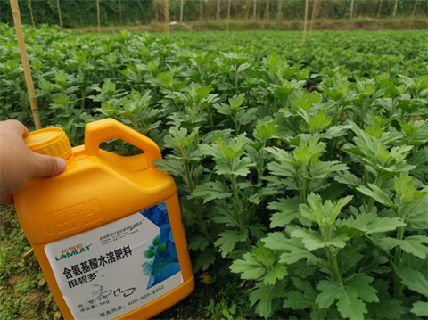 菊花種植,水溶肥廠家，翠姆