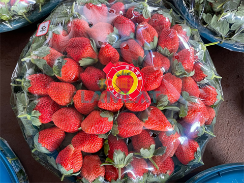 特種水溶肥,草莓種植,拉姆拉特種肥 特種水溶肥,草莓種植,拉姆拉特種肥