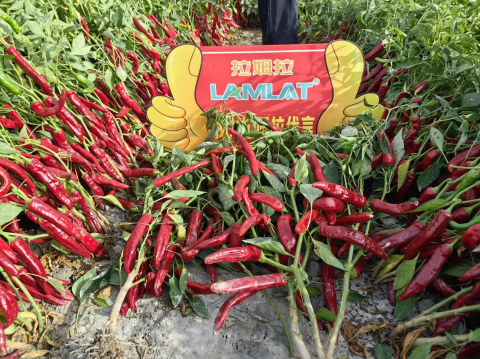 水溶肥廠(chǎng)家,色素辣椒種植,翠姆水溶肥