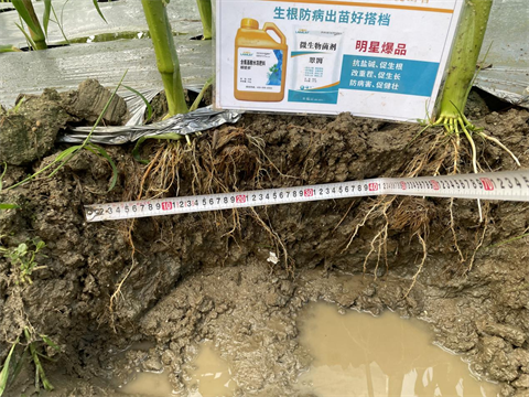 進(jìn)口水溶肥,甜脆玉米種植,翠姆水溶肥