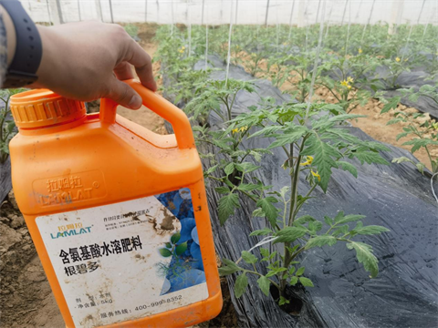 水溶肥品牌,番茄種植,拉姆拉水溶肥