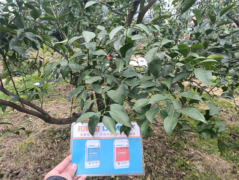 進(jìn)口水溶肥,柑橘種植,拉姆拉滴灌級(jí)特種肥