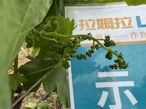 水溶肥廠家,葡萄種植,拉姆拉滴灌級特種肥