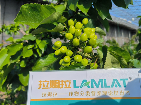 進口水溶肥,櫻桃施肥,拉姆拉水溶肥