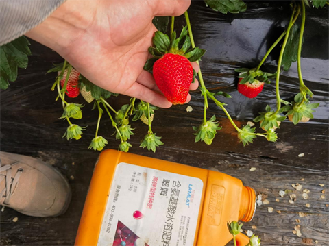 水溶肥品牌,草莓種植,拉姆拉滴灌級特種肥