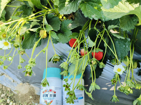 水溶肥品牌,草莓種植,拉姆拉滴灌級特種肥