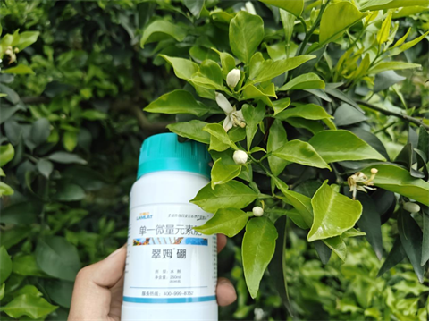 水溶肥品牌,柑橘種植,拉姆拉滴灌級特種肥