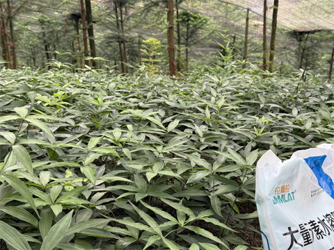 水溶肥品牌,黃精種植,拉姆拉滴灌級特種肥