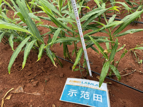 水溶肥,大姜種植,拉姆拉滴灌級特種肥
