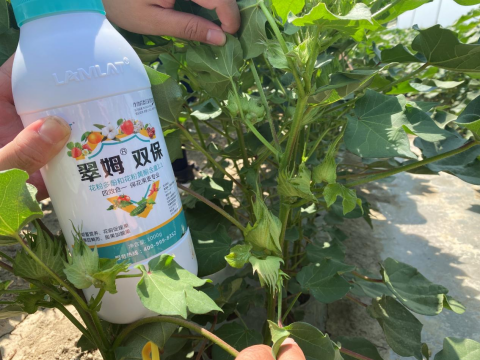 水溶肥品牌,棉花種植,拉姆拉滴灌級特種肥