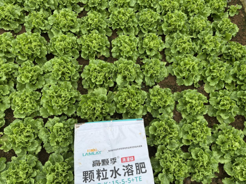 水溶肥廠家,土壤惡化,拉姆拉滴灌級(jí)特種肥